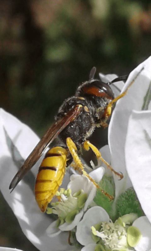 Crabronidae : femmina di Philanthus triangulus? S, ma triangulum!